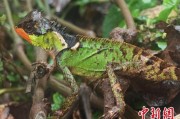 宁津云南南滚河保护区首次发现红唇棘蜥