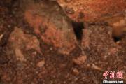 宁津江西发现蜘蛛新物种 为研究呵叻蛛属适应区域提供依据