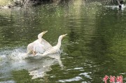 宁津吉林：罕见白鸬鹚连续两年“故地重游”